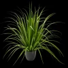 Sale CASA Allium Erba Decorativa Verde