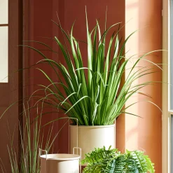 Sale CASA Allium Erba Decorativa Verde
