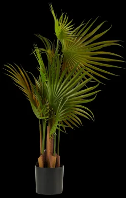 Best CASA Areca Palma Verde