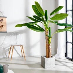 Online CASA Banana Banano Verde