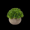 Hot CASA Buxus Pianta Vari Colori