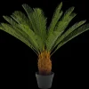Online CASA Cycas Palma Verde