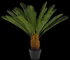 Online CASA Cycas Palma Verde