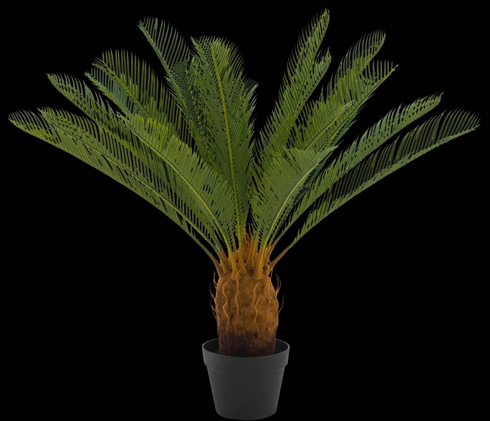 Online CASA Cycas Palma Verde