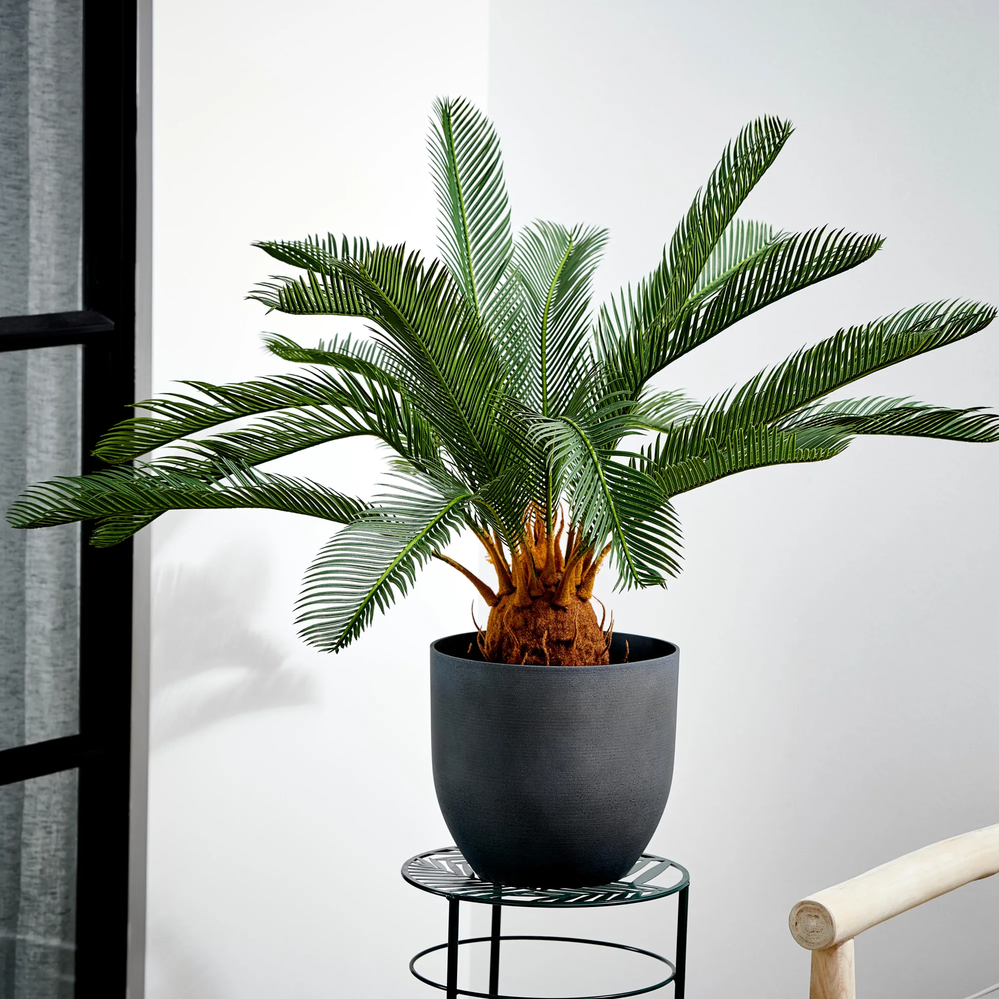 Online CASA Cycas Palma Verde