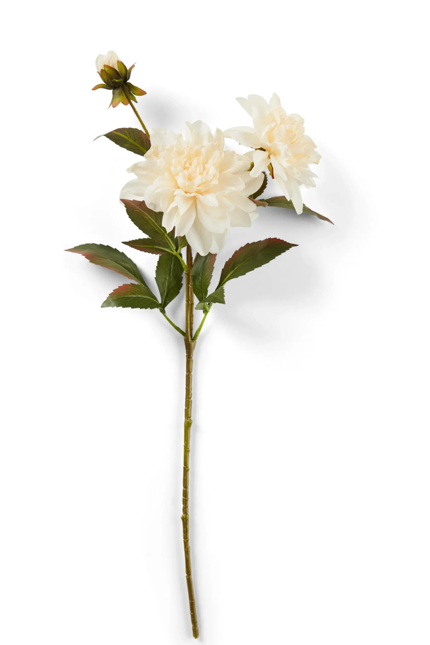 New CASA Dahlia Ramo Floreale Crema