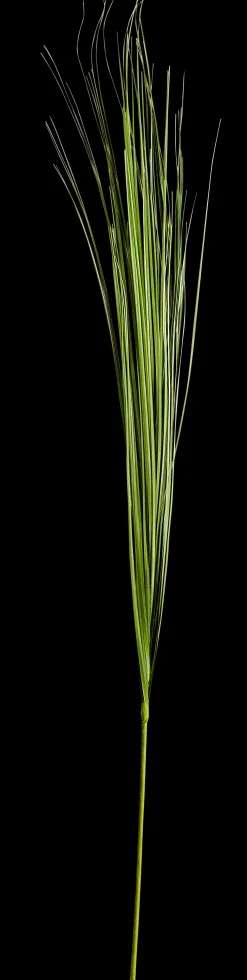 Outlet CASA Grass Mazzo Di Erba Verde