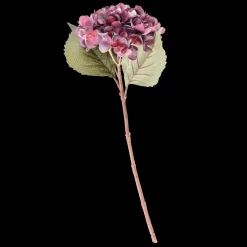 New CASA Hydrangea Ortensia Bordeaux