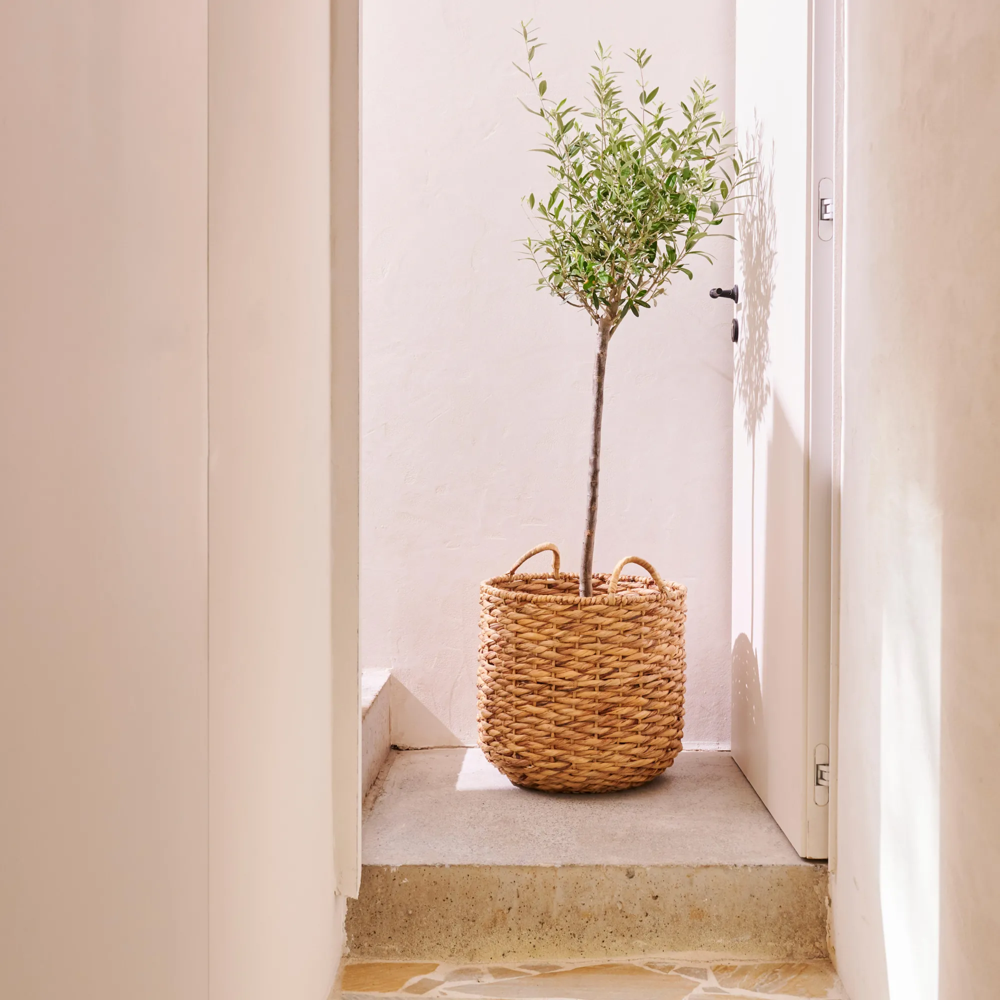 CASA Joni Cesta Naturale