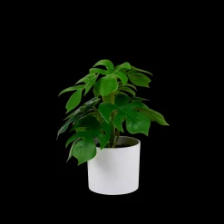 CASA Monstera Pianta Vari Colori