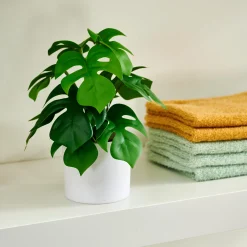 CASA Monstera Pianta Vari Colori