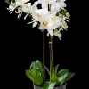 Discount CASA Orchid Orchidea In Vaso Bianco