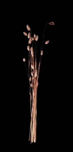 Online CASA Phalaris Erba Decorativa Rame