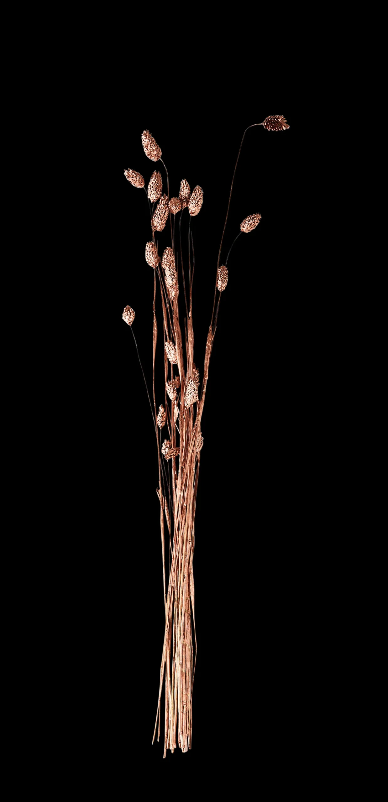Online CASA Phalaris Erba Decorativa Rame
