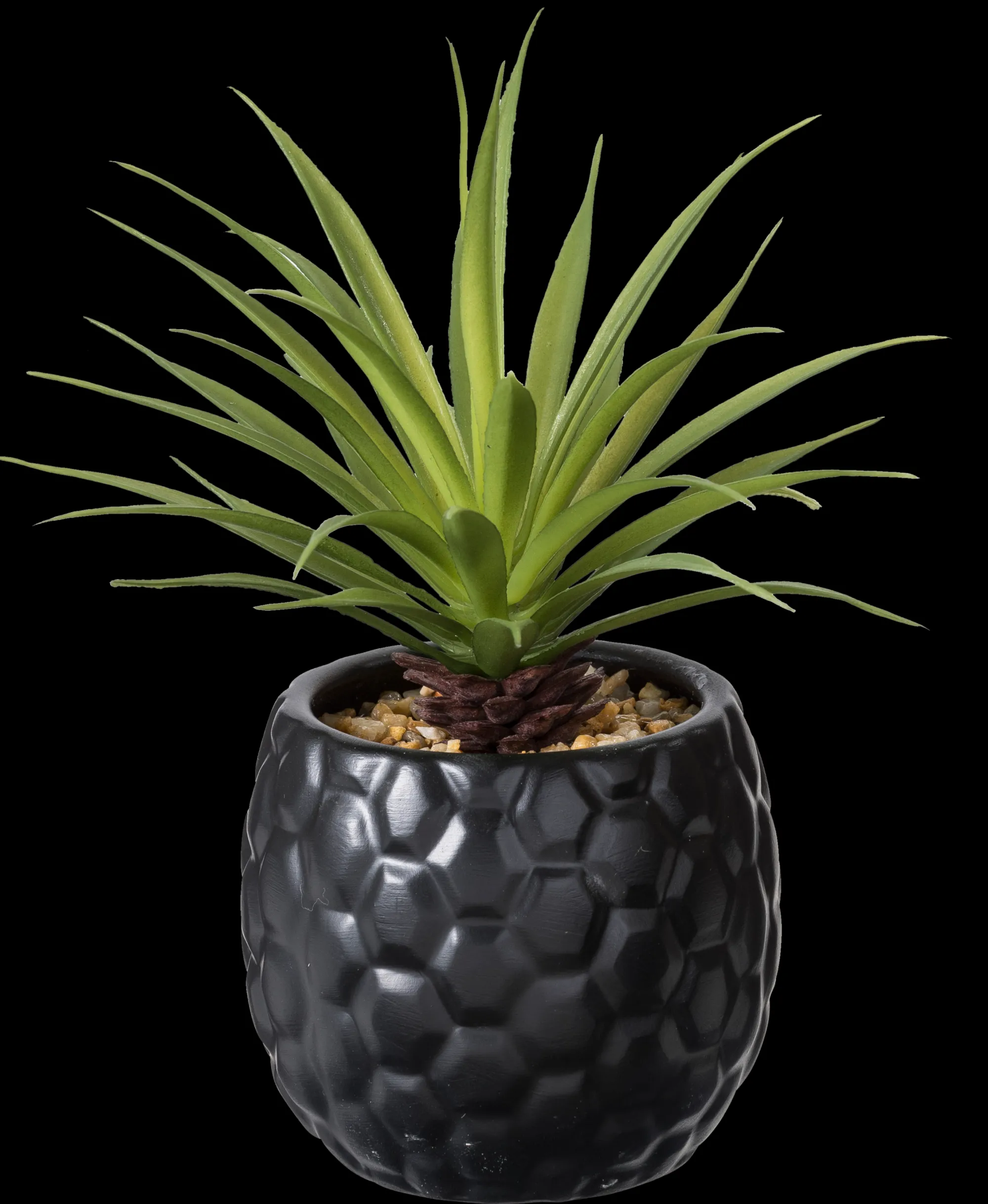 Sale CASA Pina Pianta D'Ananas In Vaso Nero