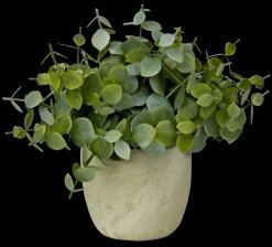 Sale CASA Terra Pianta In Vaso Bianco, Verde
