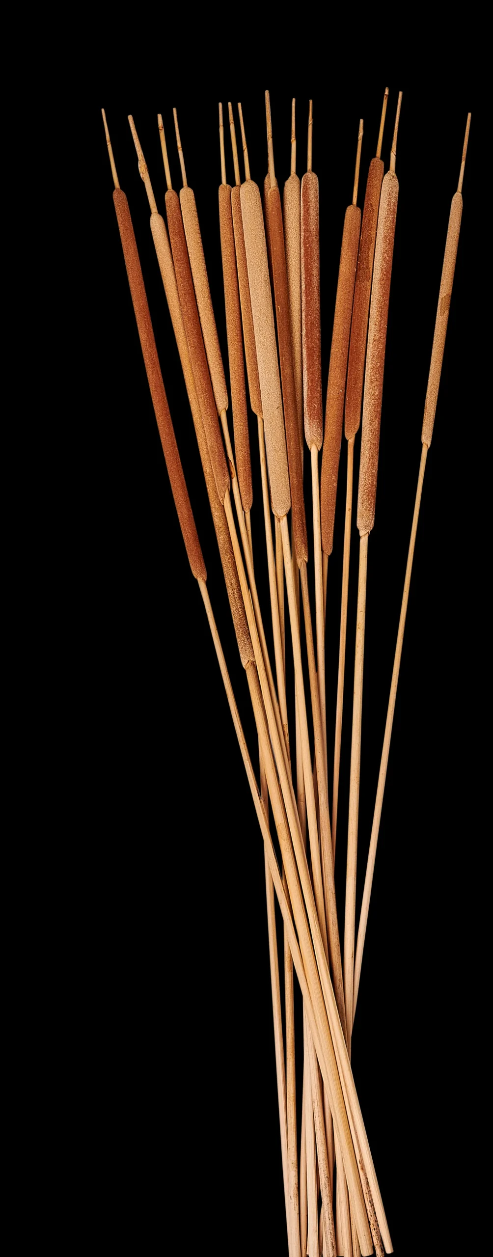 Best CASA Typha Canna Palustre Set Di 15 Naturale